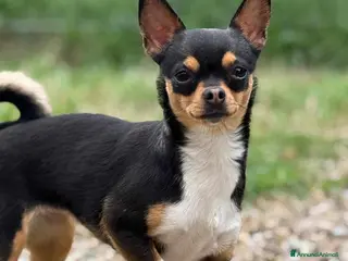 Chihuahua cani Susina, CHIHUAHUA paurosetta - Annuncio 1