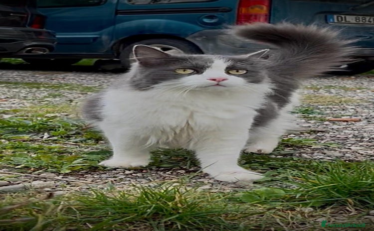 Europeo gatti - Annuncio 5