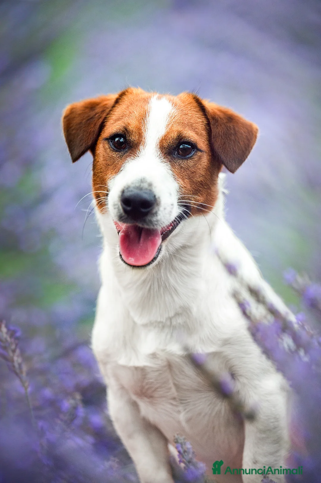 Jack Russell cani in vendita: Jack russell terrier  - Annuncio 7