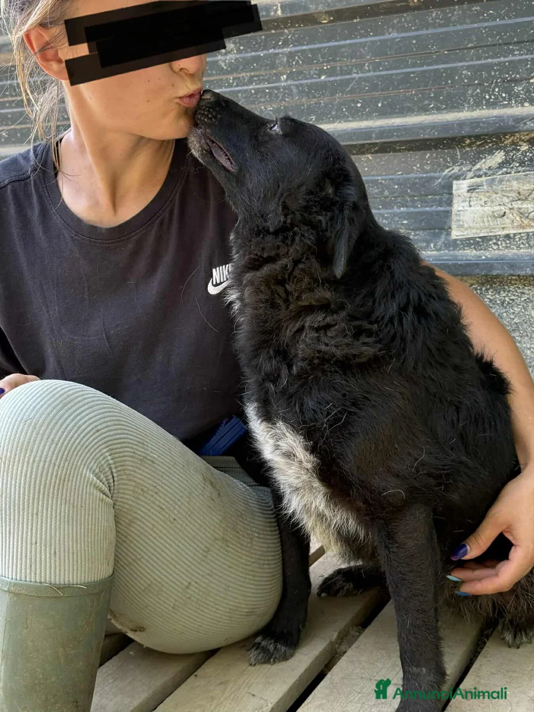 Meticcio cani in regalo: ENYA, infinitamente buona ma ignorata da tutti. - Annuncio 5