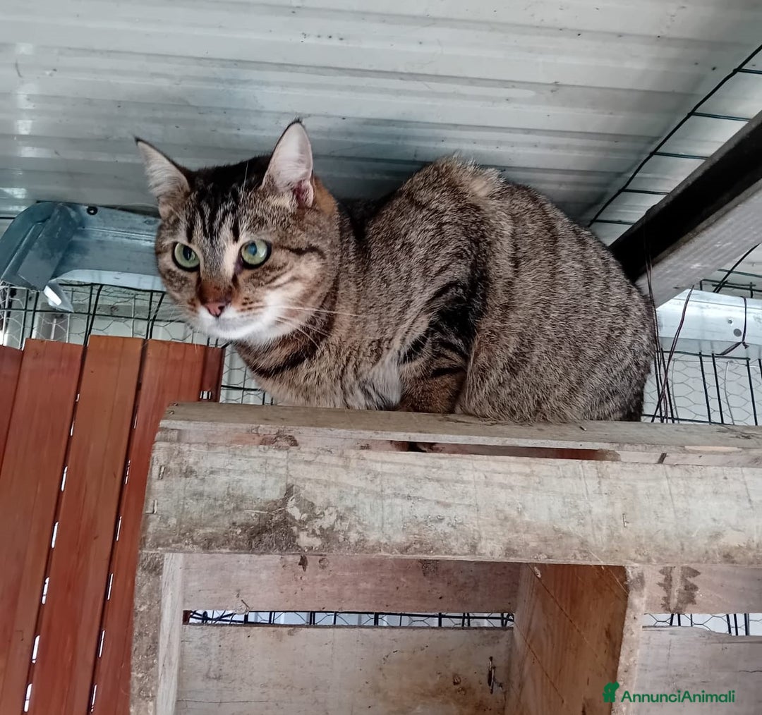 Altre razze gatti in regalo: PESCA E PRUGNA a Città metropolitana di Roma Capitale - Annuncio 2