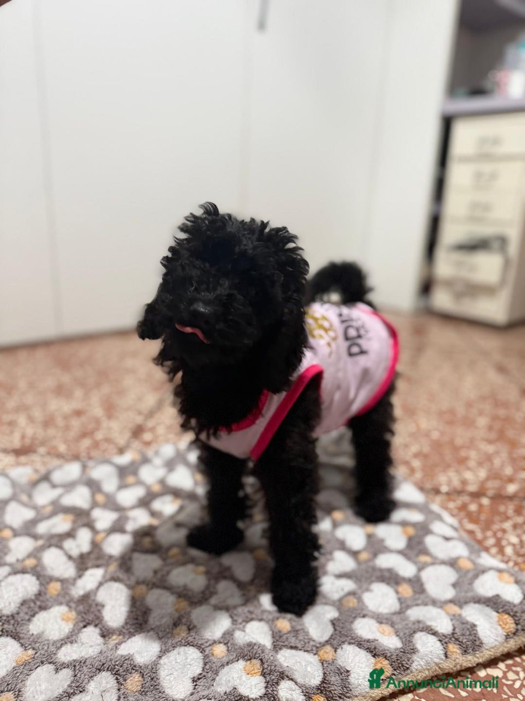 Barboncino cani in vendita: cucciola barboncino femminuccia  - Annuncio 5