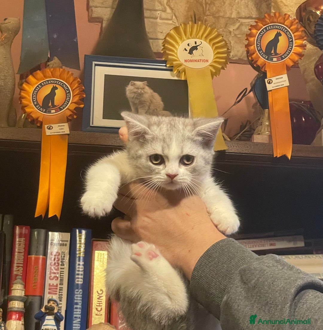 Scottish gatti in vendita: CUCCIOLI SCOTTISH STRAIGHT MASCHIO E FEMMINA  - Annuncio 8