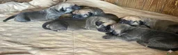 Fila Brasileiro cani in vendita: prenotazione splendidi cuccioli di Fila Brasileiro a Provincia di Latina - Annuncio 3