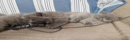 British gatti in vendita: 4 cuccioli di britsh longhair  - Annuncio 3