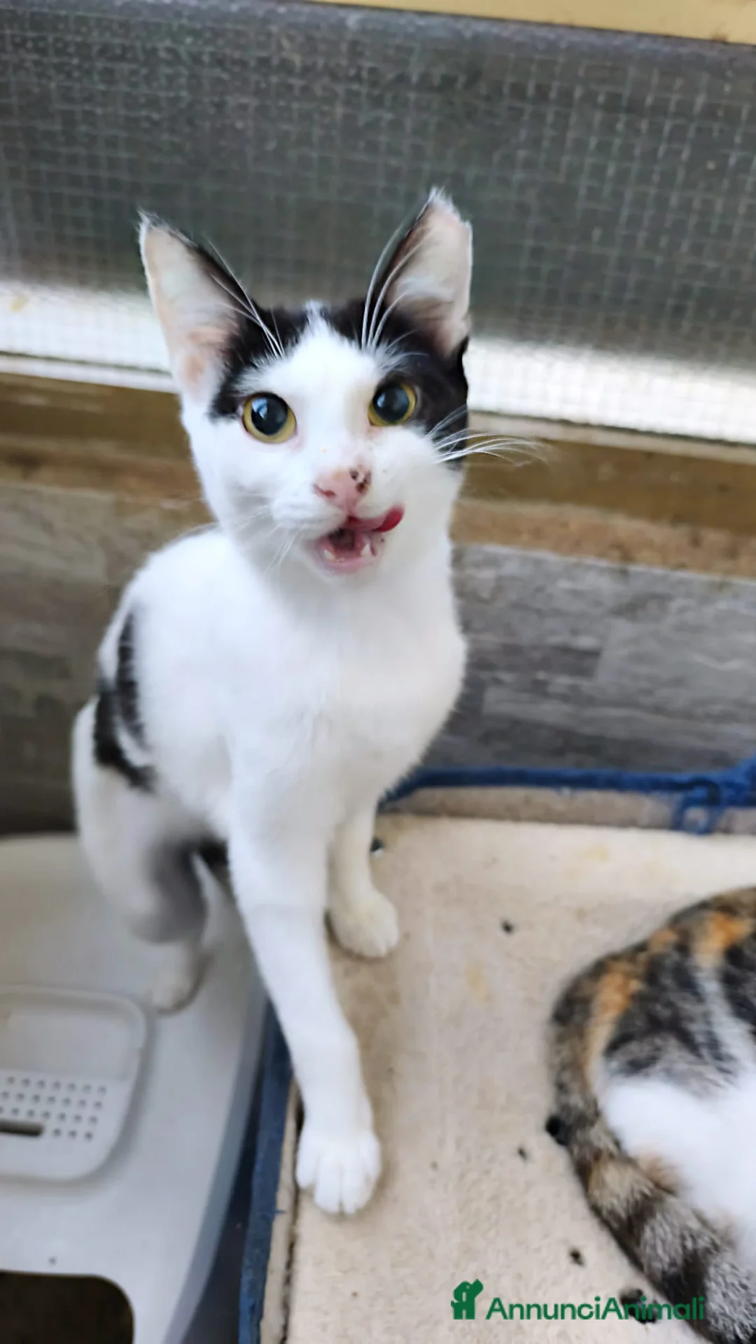 Meticcio gatti in regalo: Gattine adorabili in cerca di casa a Provincia della Spezia - Annuncio 2