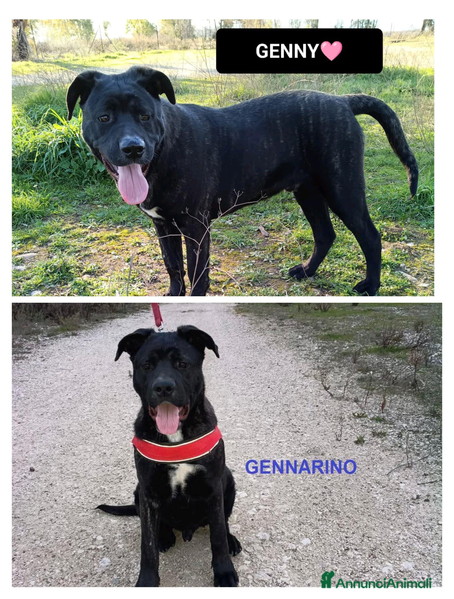 Meticcio cani genny e gennarino - Annuncio 3