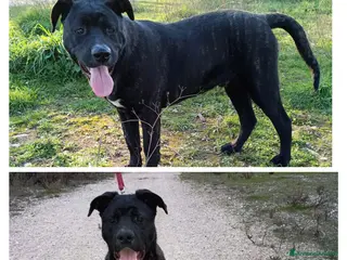 Meticcio cani genny e gennarino - Annuncio 3