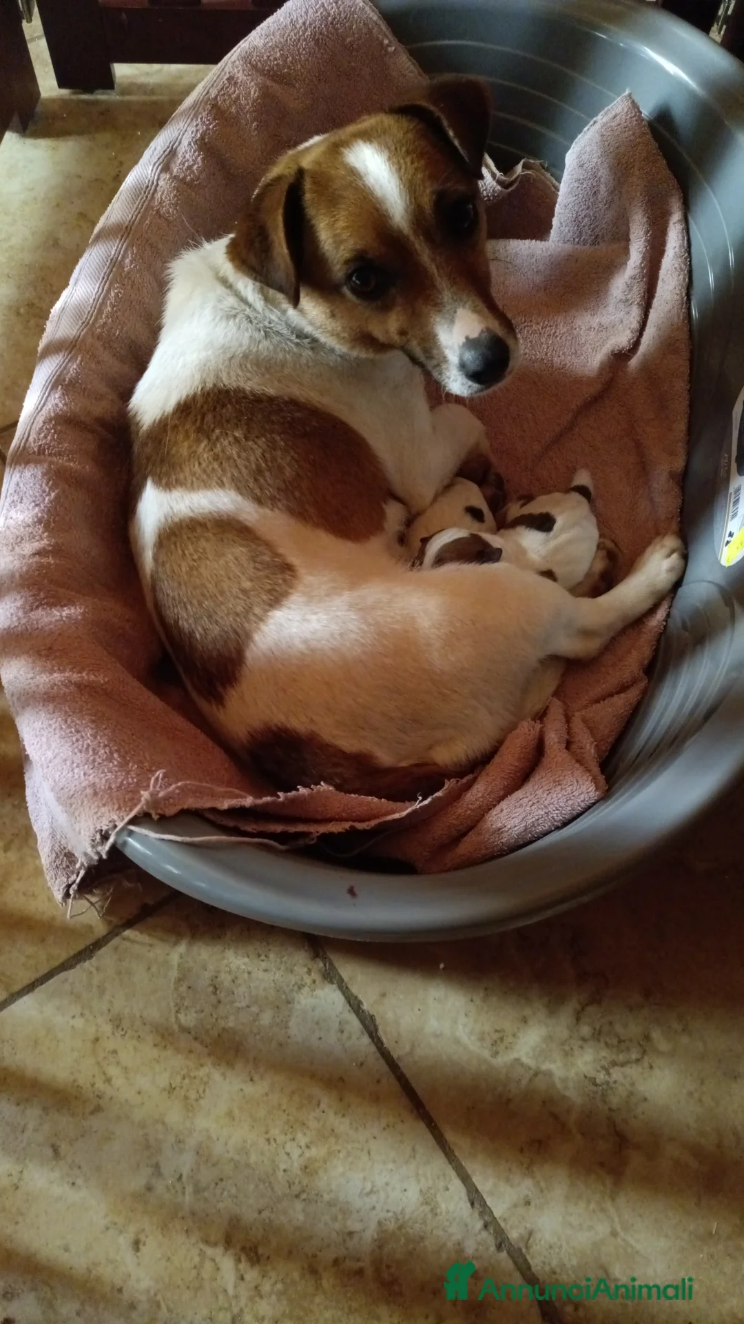 Jack Russell cani in vendita: Jack Russel cucciole  - Annuncio 1