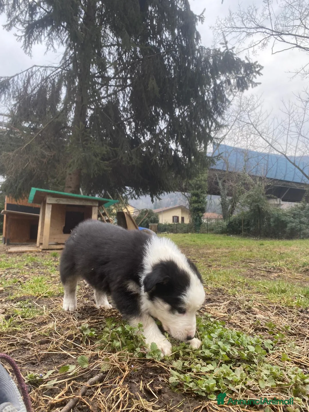 Border Collie cani in vendita:  Cucciolo di Border Collie  - Annuncio 11