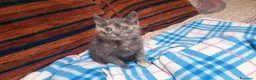 Europeo gatti in regalo: ZELDA, tenera gattina da adottare! - Annuncio 4