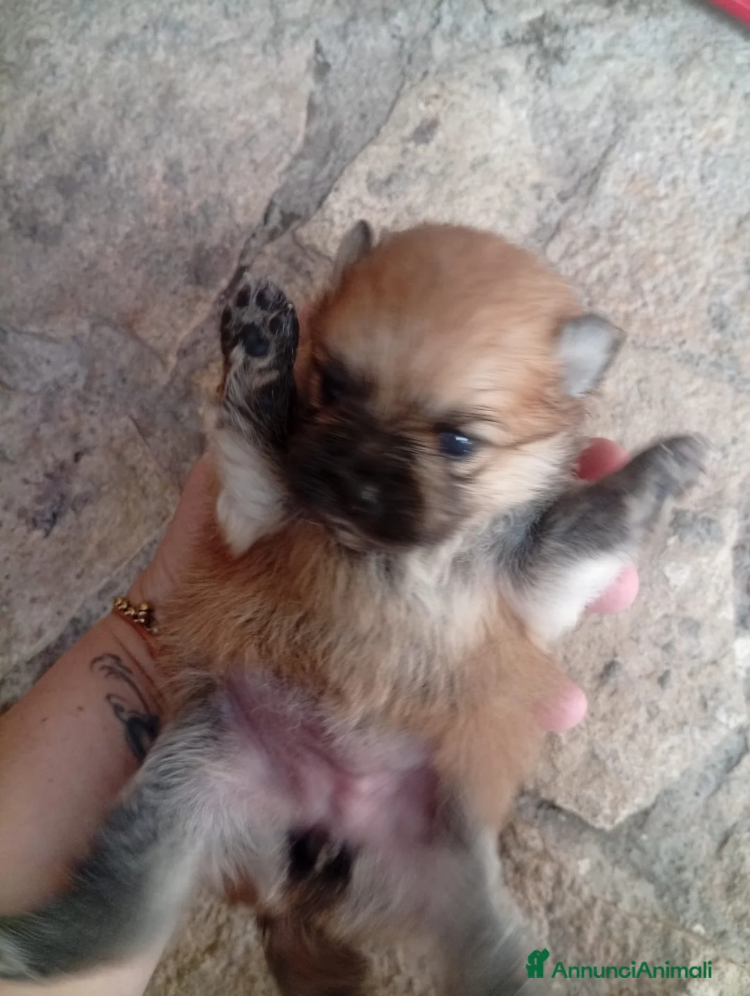 Volpino Pomerania cani in vendita: Cucciola di Pomerania in vendita a Città metropolitana di Reggio Calabria - Annuncio 2