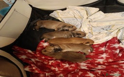 Shiba Inu cani in vendita: Vendo meravigliosa cucciolata di Shiba  - Annuncio 5