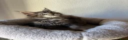 Maine Coon gatti in vendita: Femmine Maine Coon  - Annuncio 2
