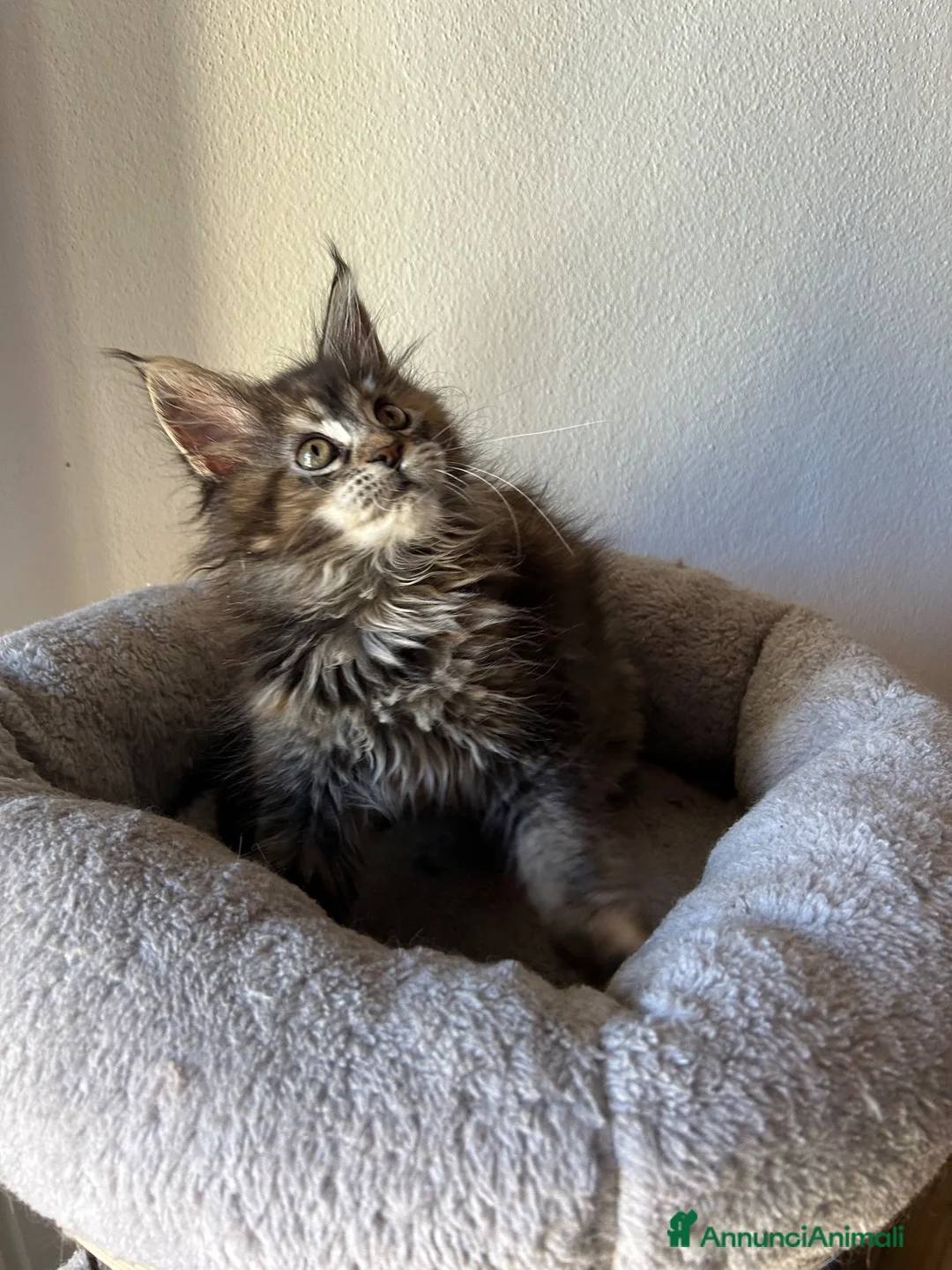 Maine Coon gatti in vendita: Femmine Maine Coon  - Annuncio 2