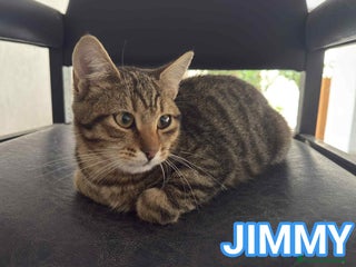 Europeo gatti JIMMY, dolce micino in adozione! - Annuncio 26