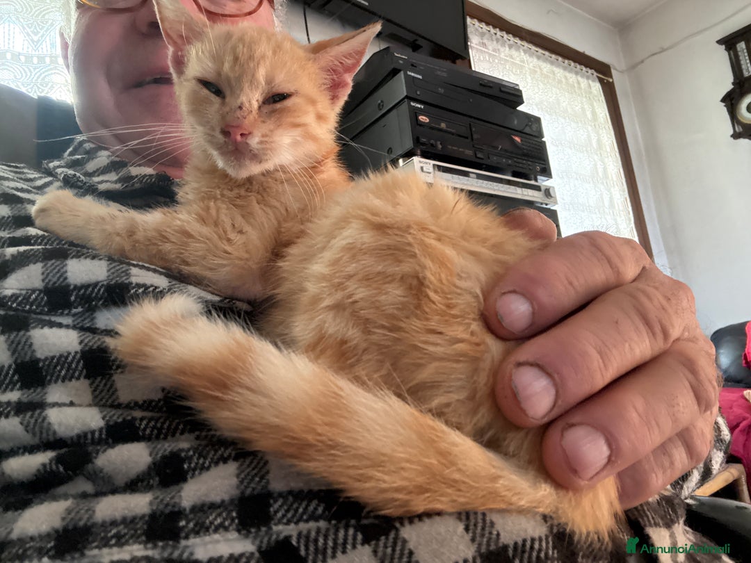 Europeo gatti in regalo: Gattini rossi trovatelli  - Annuncio 11