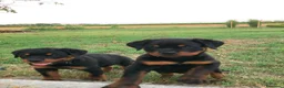 Rottweiler cani in vendita: Cuccioli Rottweiler - Annuncio 2