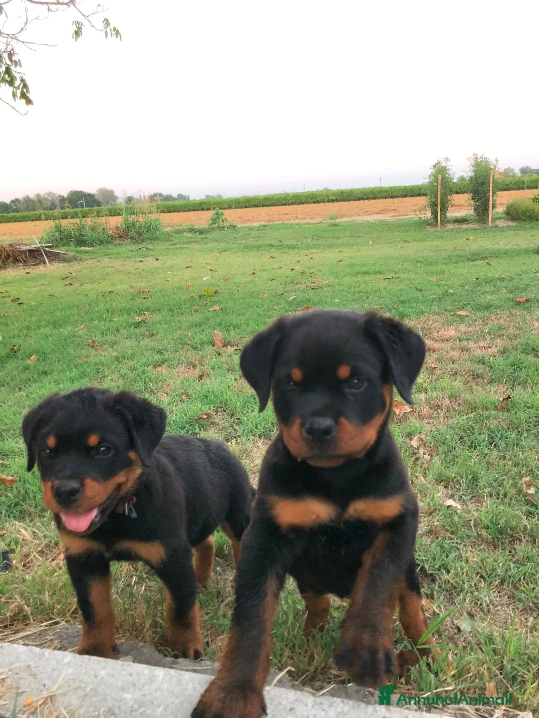 Rottweiler cani in vendita: Cuccioli Rottweiler - Annuncio 2