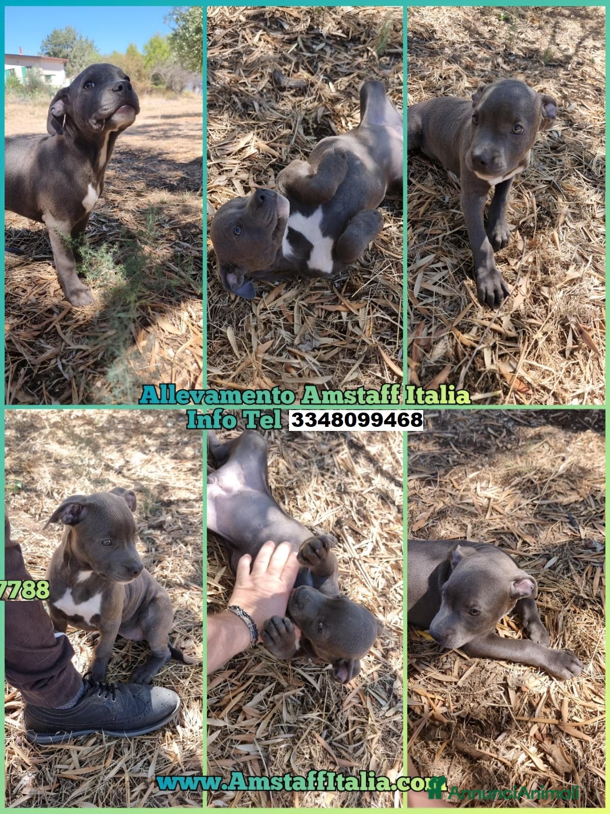 American Staffordshire cani Allevamento Amstaff Blu Puglia Calabria Campania - Annuncio 8