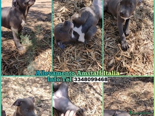 American Staffordshire cani Allevamento Amstaff Blu Puglia Calabria Campania - Annuncio 35
