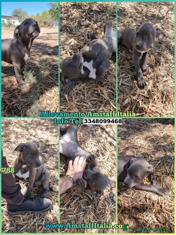 American Staffordshire cani - Annuncio 2