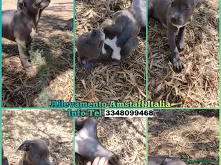 American Staffordshire cani Allevamento Amstaff Blu Puglia Calabria Campania - Annuncio 38