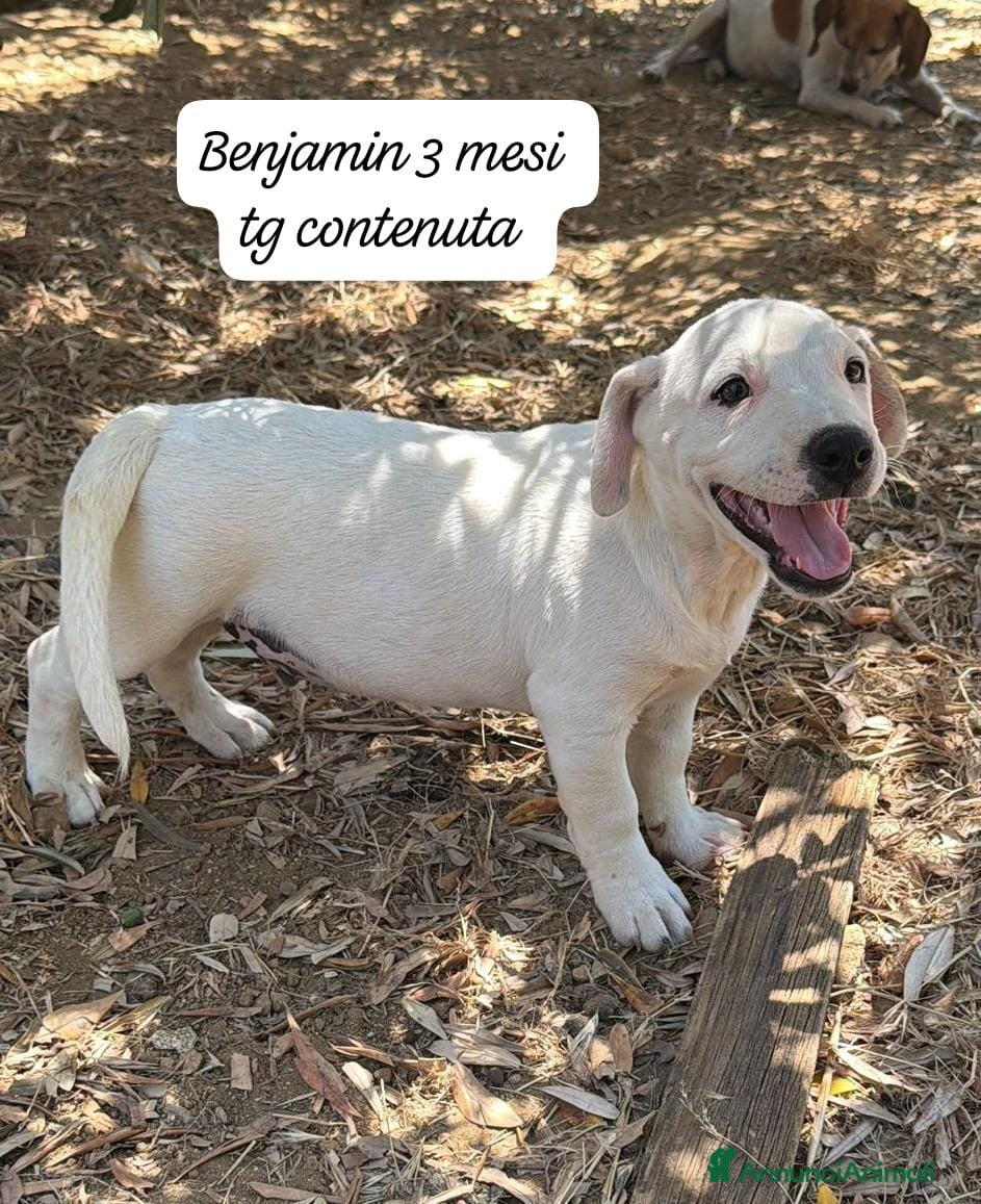 Meticcio cani Bellissimi cuccioli in rifugio  - Annuncio 1