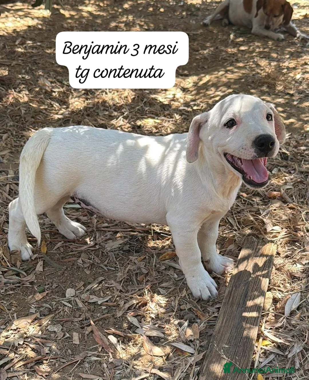 Meticcio cani in regalo: Bellissimi cuccioli in rifugio  a Città Metropolitana di Bologna - Annuncio 1