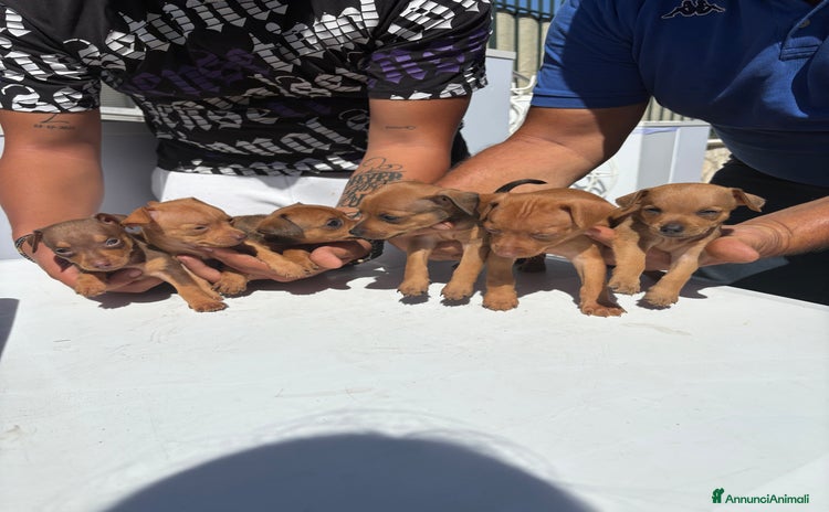 Pinscher Miniatura cani Pinscher  - Annuncio 1