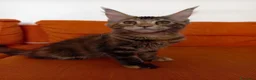 Maine Coon gatti in vendita: Bellissima cucciola Maine coon  - Annuncio 7