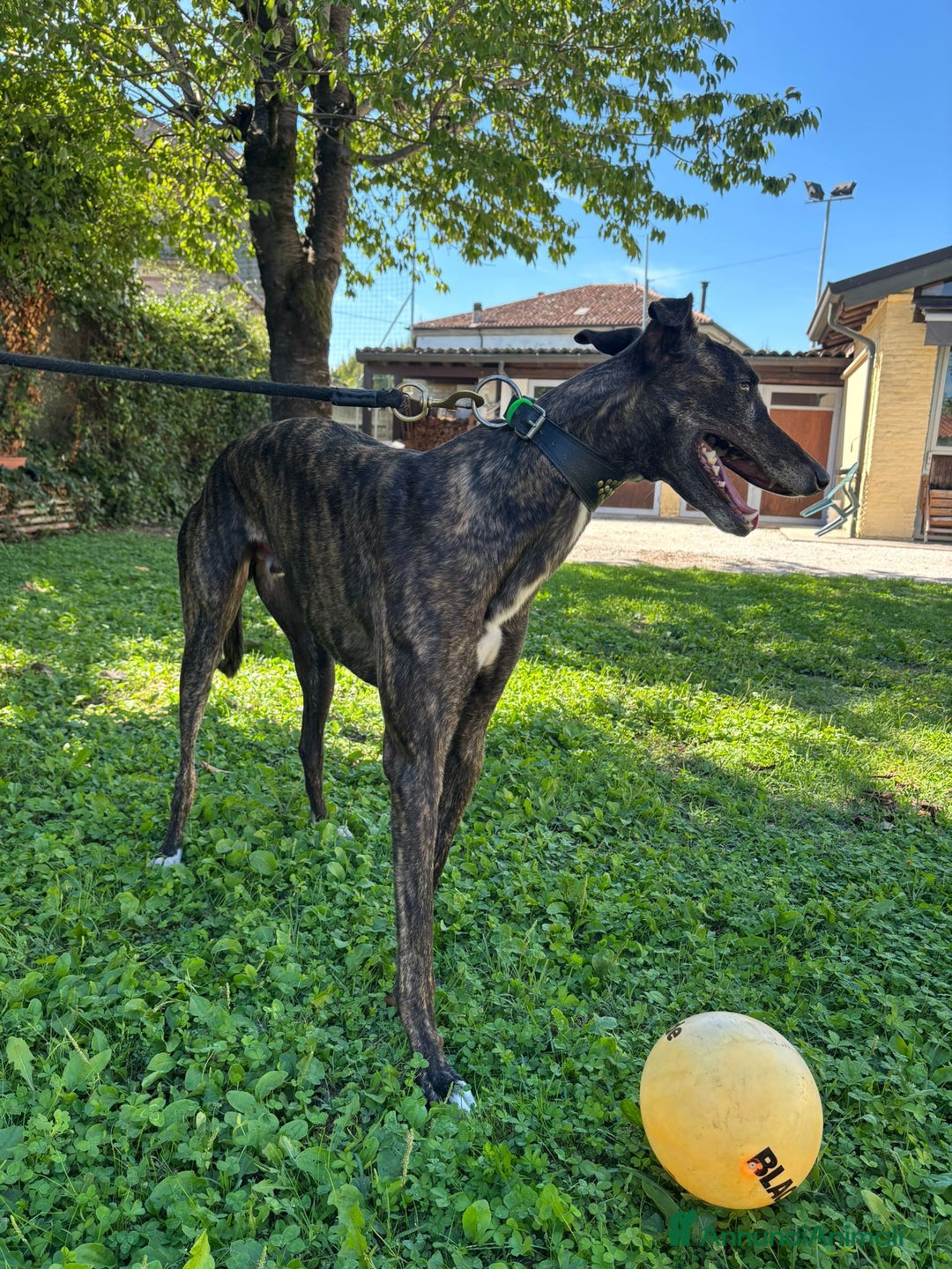 Levriero cani in vendita: GREYHOUND DA CORSA  - Annuncio 4
