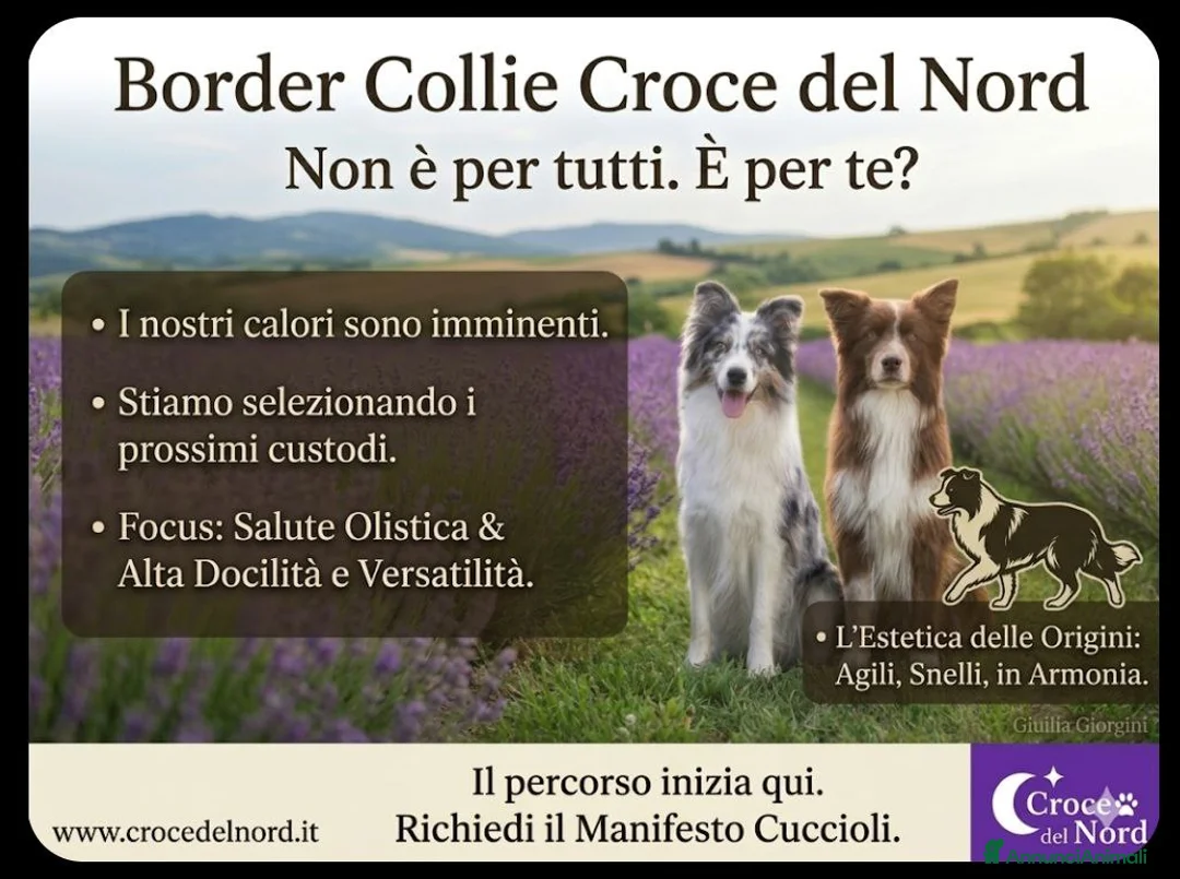 Border Collie cani in vendita: Border Collie Alta Docilità e Salute Olistica - Annuncio 2