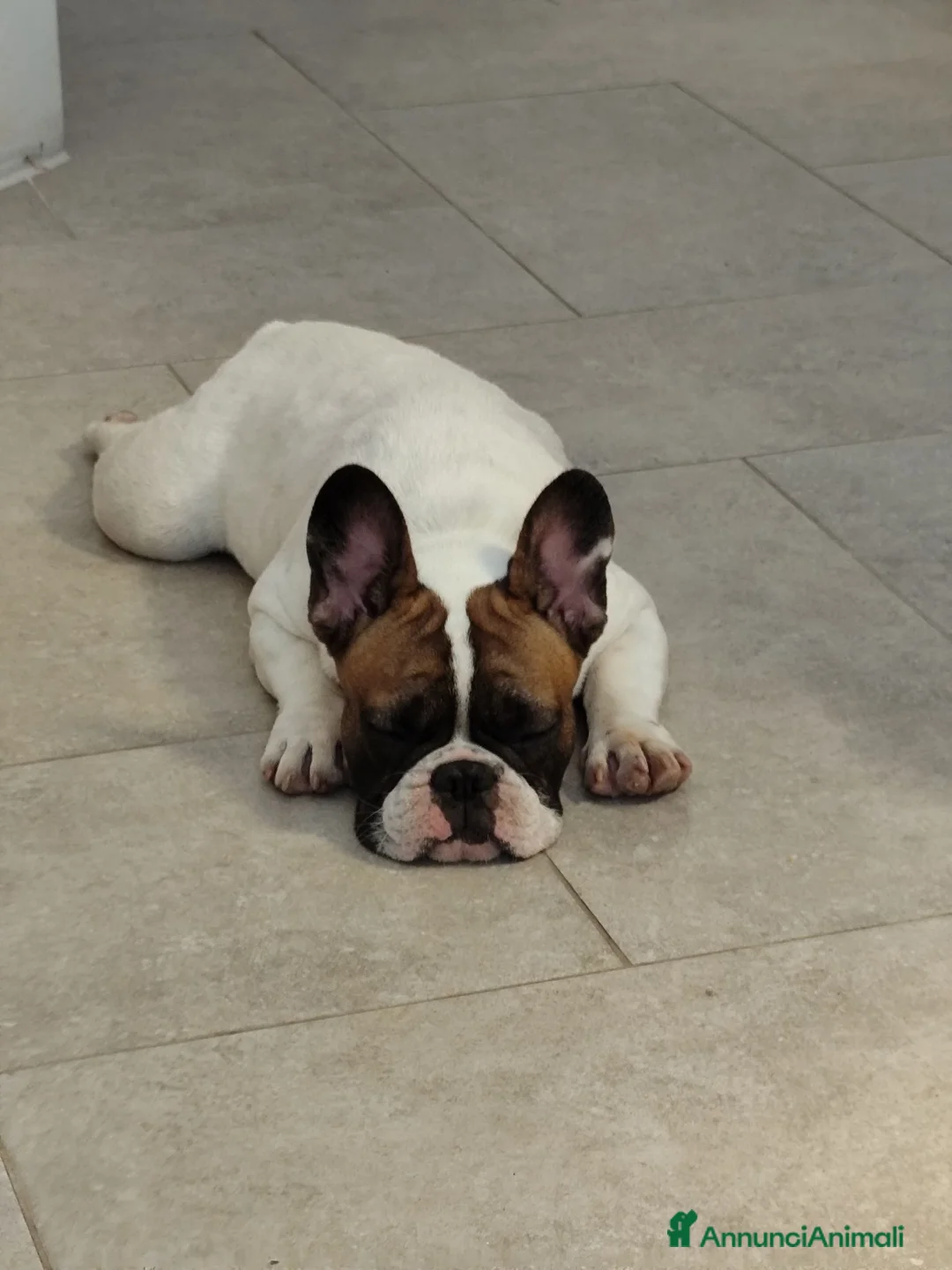 Bulldog Francese cani in vendita: Bulldog francese 5mesi con pedigree a Provincia di Taranto - Annuncio 2