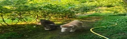 Akita Inu cani in vendita: AKITA a Città metropolitana di Messina - Annuncio 6