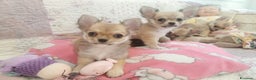 Chihuahua cani in vendita: Maschio e femmina chihuahua con Pedegree Enci  - Annuncio 16