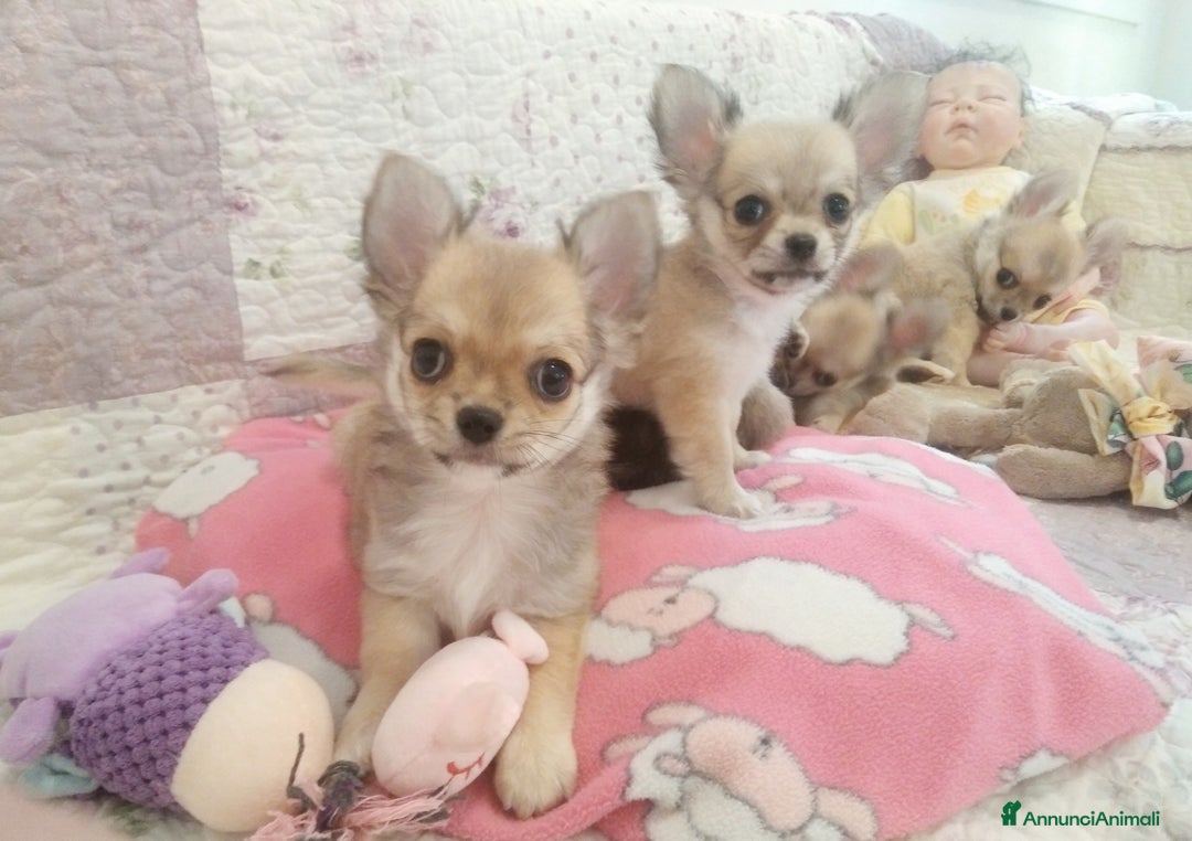 Chihuahua cani in vendita: Maschio e femmina chihuahua con Pedegree Enci  - Annuncio 16