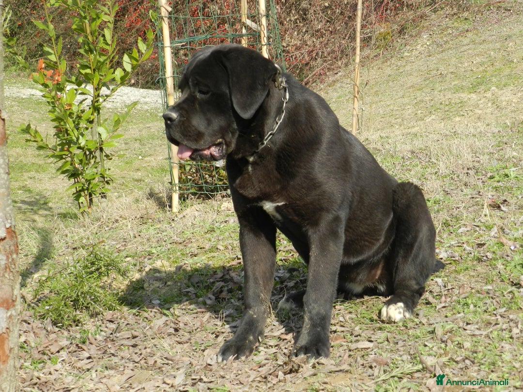 Cane Corso cani in vendita: cuccioli e cuccioloni  di cane corso  a Provincia di Cuneo - Immagine 17