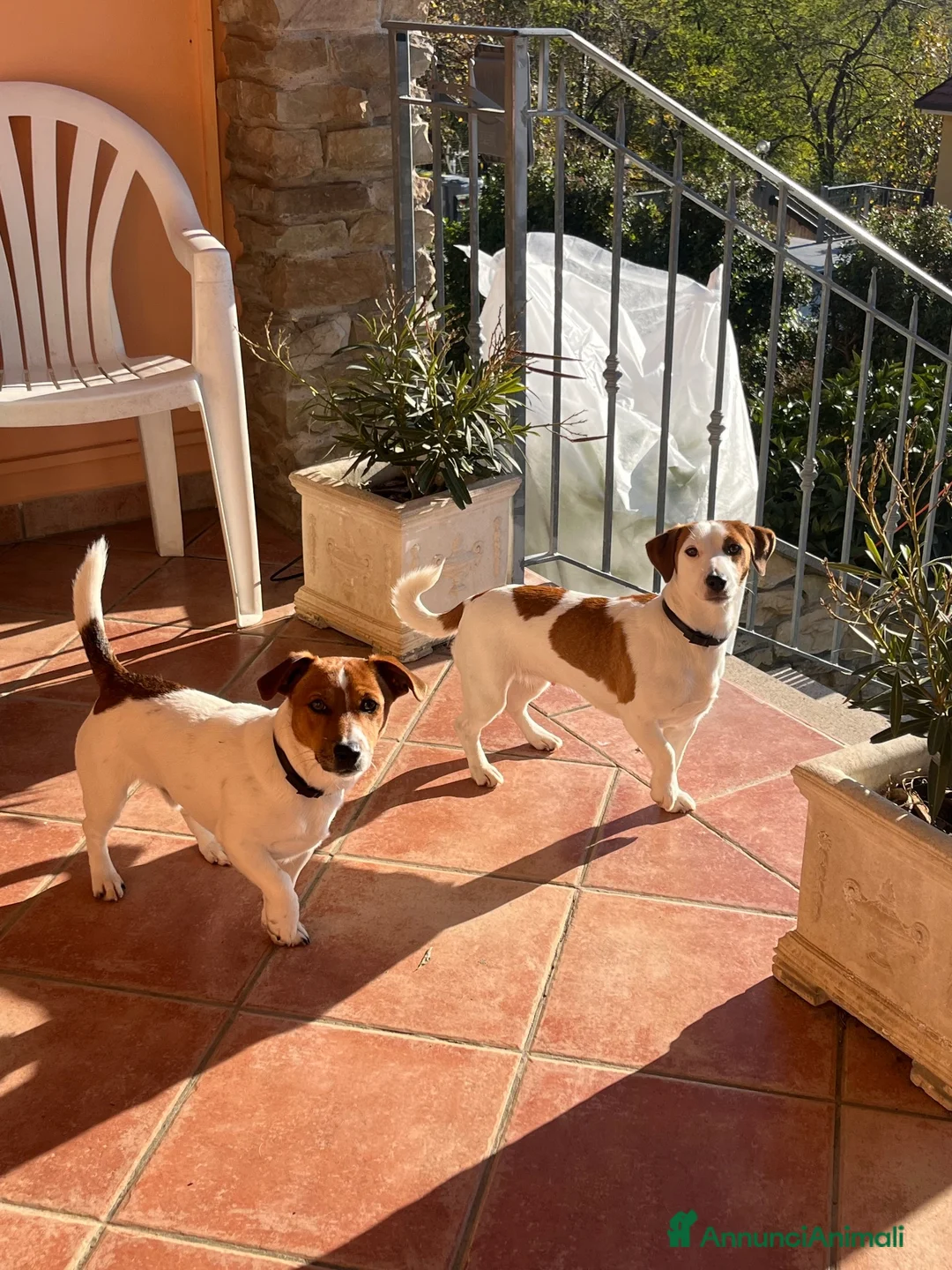 Jack Russell cani in vendita: 7 stupendi cuccioli di Jack Russell a Provincia della Spezia - Annuncio 2