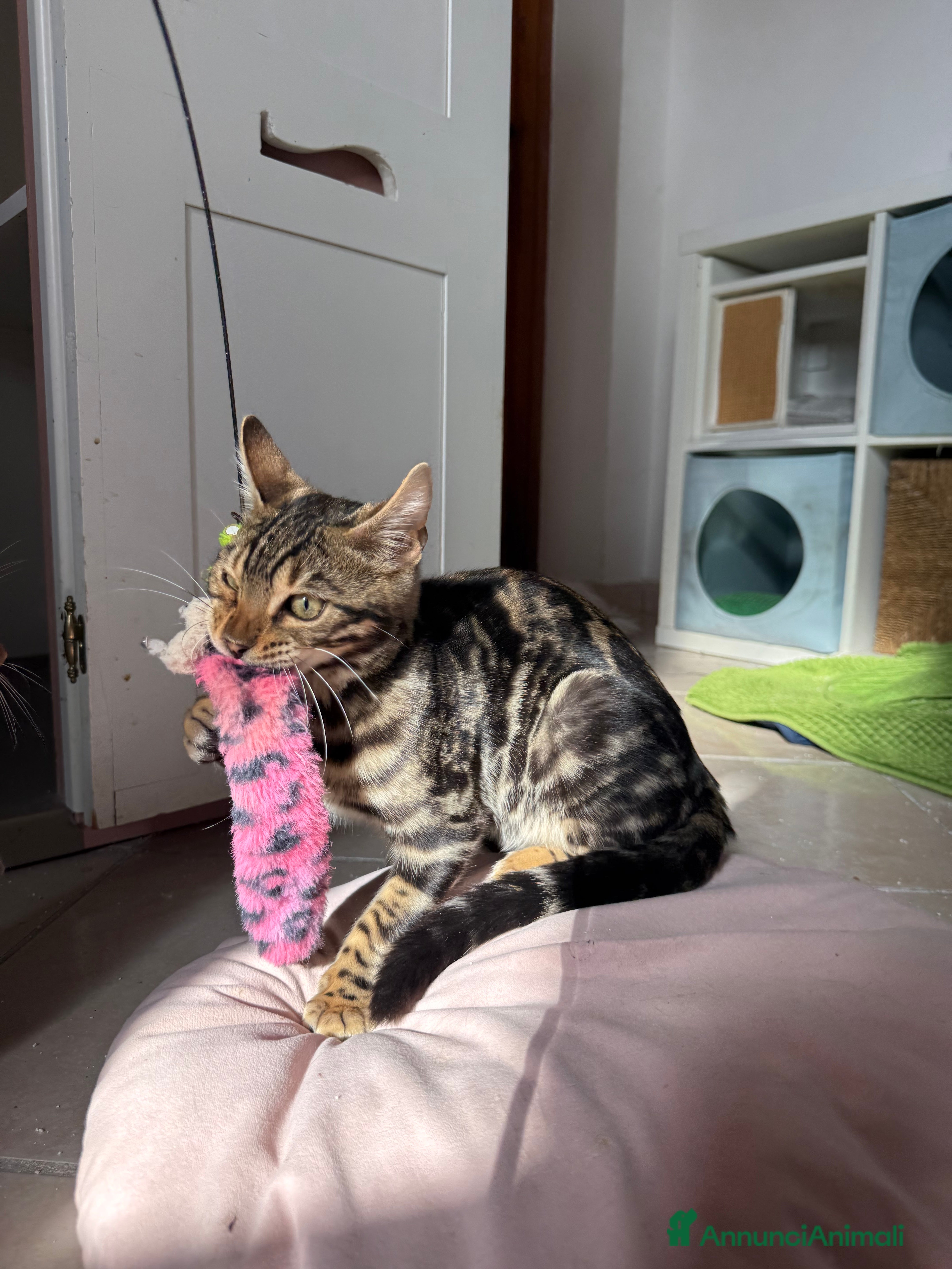 Bengala gatti Stupendo bengala brown  - Annuncio 8