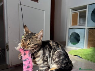 Bengala gatti Stupendo bengala brown - Annuncio 14