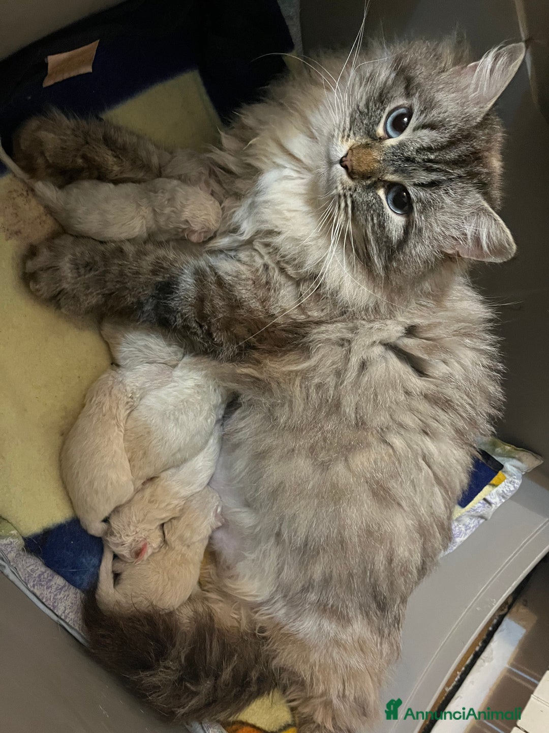 Siberiano gatti in vendita: cuccioli siberiani ipoallergenici  a Provincia di Arezzo - Immagine 7