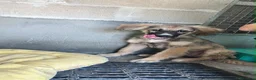 Meticcio cani in regalo: Tino  a Provincia di Biella - Annuncio 1