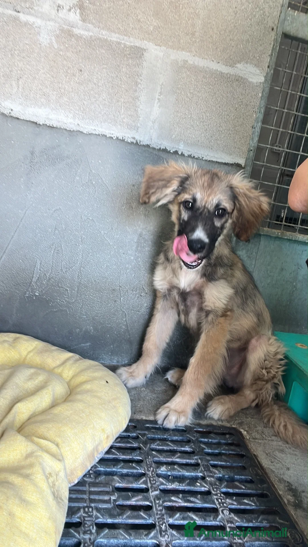 Meticcio cani in regalo: Tino  a Provincia di Biella - Annuncio 1