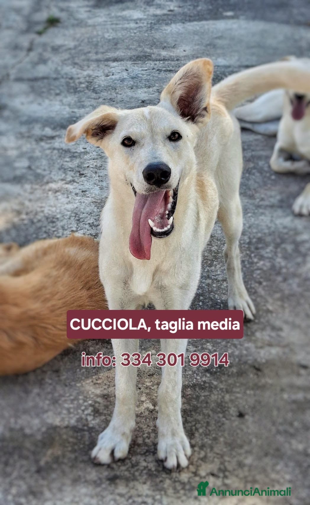 Meticcio cani ERIS 🩷 - cucciola taglia media cerca una mamma 🆘 - Annuncio 40