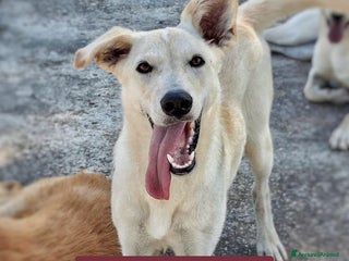 Meticcio cani ERIS 🩷 - cucciola taglia media cerca una mamma 🆘 - Annuncio 26