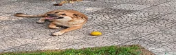 Meticcio cani in regalo: Stella, taglia media! (5 mesi)  - Annuncio 1