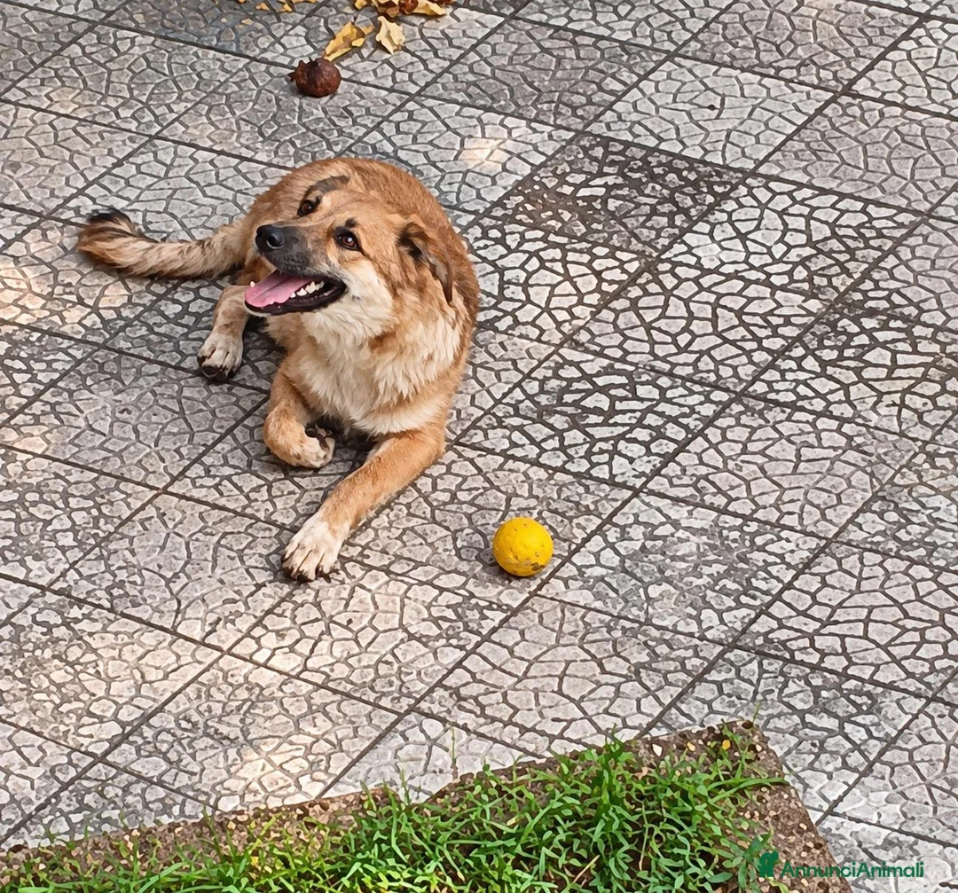 Meticcio cani in regalo: Stella, taglia media! (5 mesi)  - Annuncio 1