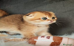 Scottish gatti in vendita: Scottish Fold - Immagine 4