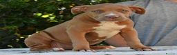 American Bully cani in vendita: Cucciole di American Bully XL. - Annuncio 8